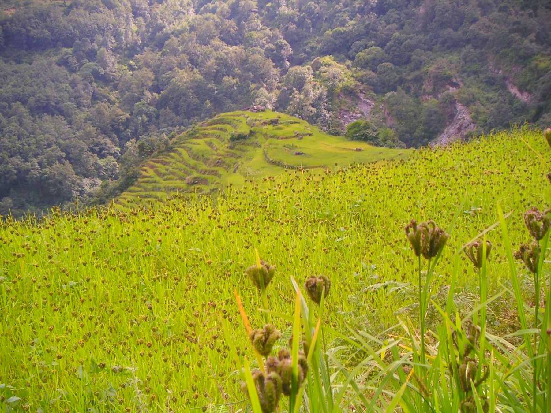 A hillside millet field on terraced slopes in Nepal's Annapurna region