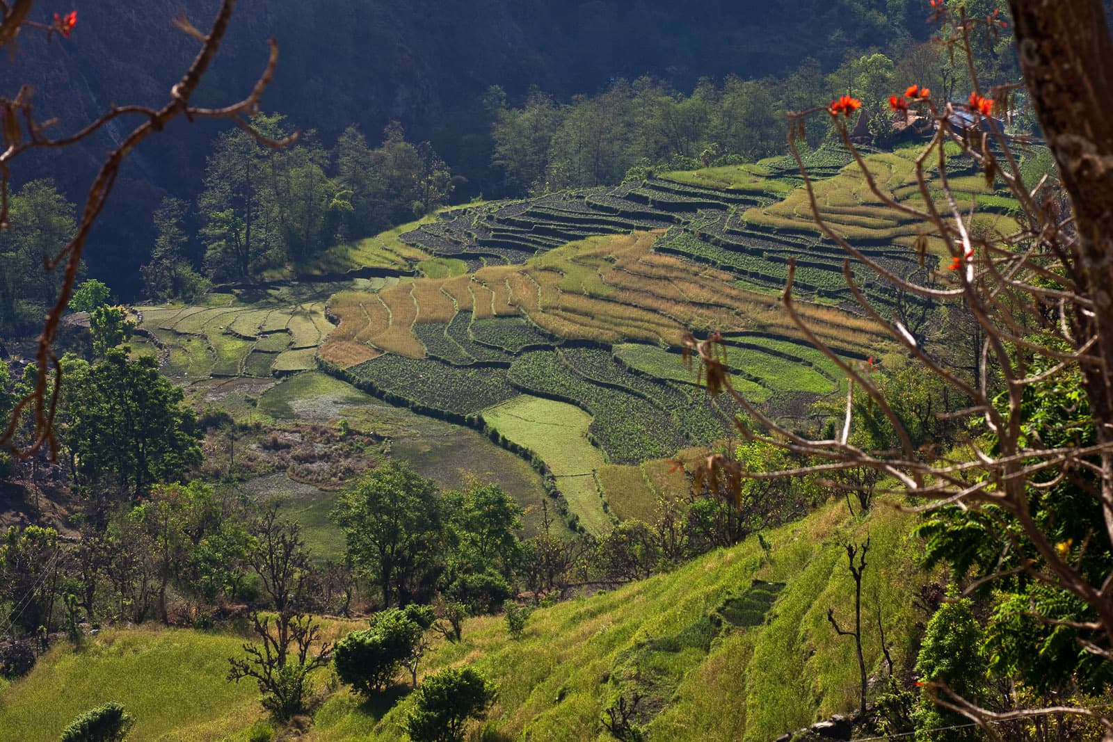 A wide view of terraced hillsides in Myagdi District, Nepal